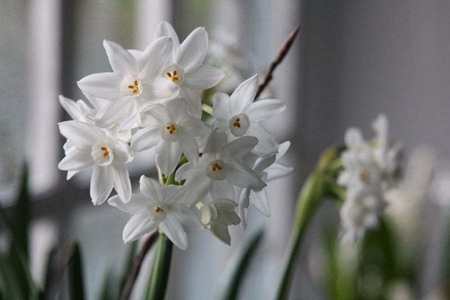 Narcissus Paper whites
